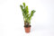 Zamioculcas Zamiifolia Zanzibar 40 cm 3+ Blätter Glücksfeder Zimmerpflanze