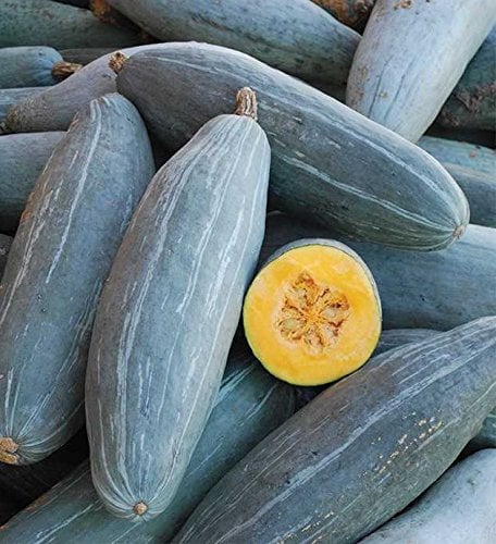 HEIRLOOM NON OGM GIGANTE guatemalteco Blue Banana Squash 10 Semi