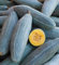 HEIRLOOM NON OGM GIGANTE guatemalteco Blue Banana Squash 10 Semi