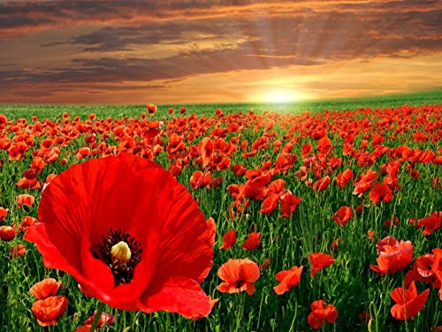 Top Banana Gifts Poppies - Flowers - Premium Quality Mouse Mat 24 x 19cm - #2