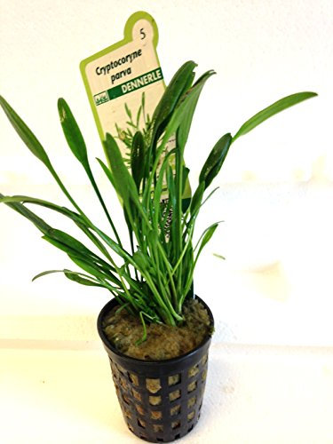 1 Topf Cryptocoryne parva, Wasserpflanzen