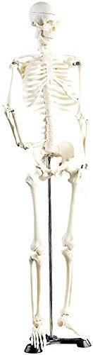 newgen medicals Deko Skelett: Original Lehrmittel Anatomie Skelett auf Ständer, 85 cm (Modell, Anatomisches, Menschliches)