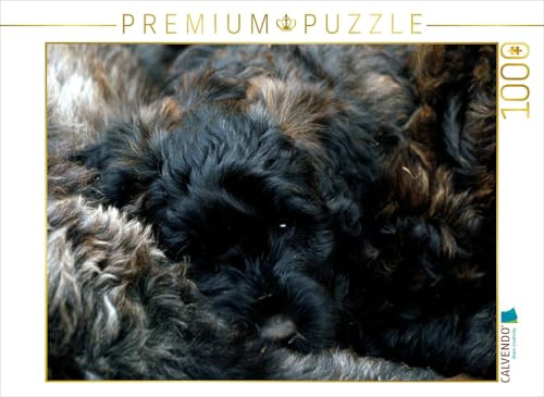 CALVENDO Puzzle EIN Motiv aus dem Kalender Bouvier des Flandres | 1000 Teile Lege-Größe 64 x 48 cm Foto-Puzzle für glückliche Stunden