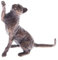 Butler & Peach - Miniatur-Katze sitzend aus massiver Bronze