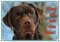 Warnschild Labrador Retriever - Hundeschild aus Metall - besonders haltbar, 3. DIN A3