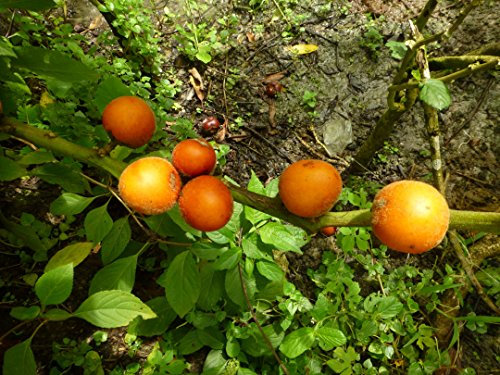 Solanum quitoense 5 Samen (Lulo, Naranjilla,Jurassica)