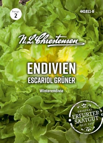 Endivien Escariol Grüner Winterendivie