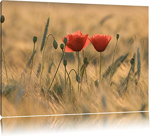 Pixxprint Zwei schöne Mohnblumen, Größe: 120x80cm, Leinwandbild, fertig gespannt, Wandbild, Dekoration, Kunstdruck, kein Poster