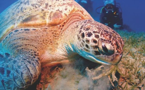 Die Unterwasserwelt im Roten Meer