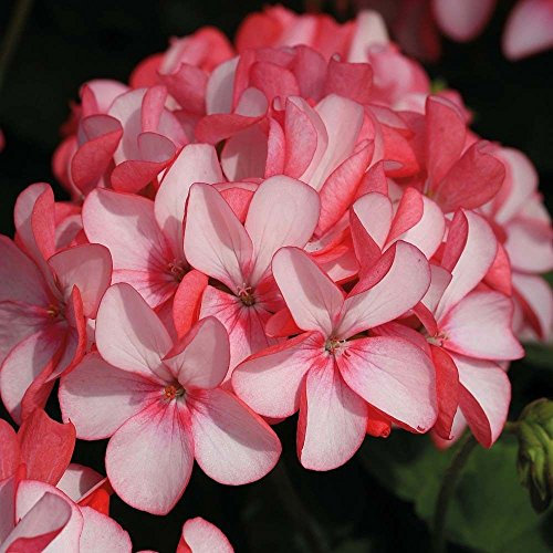 Geranio Maverick Appleblossom Pelargonium fiore rosa Rare 15 Semi