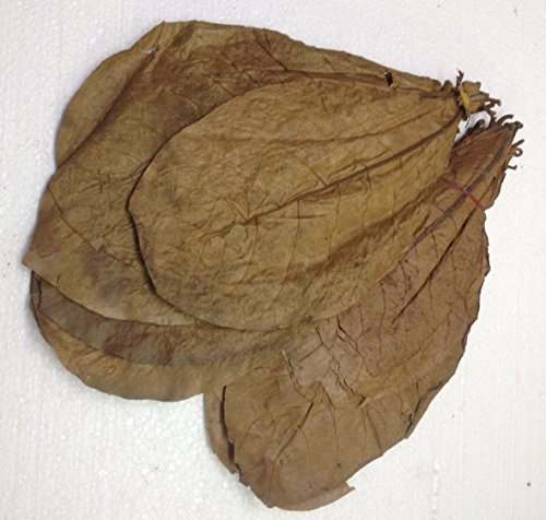 ca.50 XL Seemandelbaumblätter (>=100 Gramm) ★ Prime CATAPPA-Leaves ★ 100% Wirkstoffe Dank natürlicher Verarbeitung ★ Gesundes Wasser im Aquarium