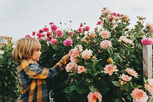 Grow Your Secret Garden Dahlia Decorative Giant Mix Seeds