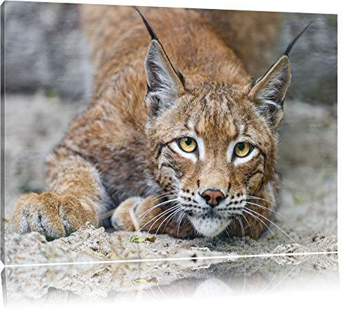 Pixxprint wachsamer Luchs, Größe: 120x80cm, Leinwandbild, fertig gespannt, Wandbild, Dekoration, Kunstdruck, kein Poster