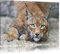 Pixxprint wachsamer Luchs, Größe: 120x80cm, Leinwandbild, fertig gespannt, Wandbild, Dekoration, Kunstdruck, kein Poster