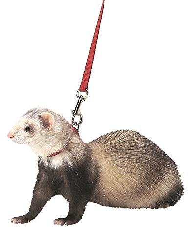 Marshall Ferret Harness and Lead, Red