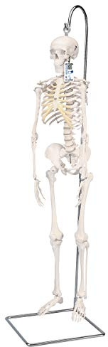 3B Scientific Kleines menschliches Skelett, Modell „Shorty“, auf hängendem Ständer A18/1 + kostenlose Anatomie-Software, 3B Smart Anatomy (evtl. nicht in deutscher Sprache)