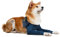 MPS Medical Pet Shirt - TAZ2, Doppelte vordere Beinmanschette für Hunde, L