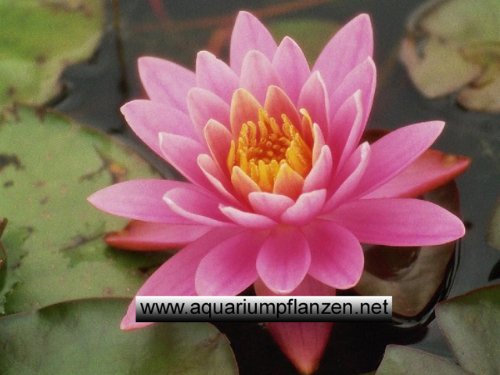 1 Seerose der Sorte Pink Pearl, pinkfarbene Blüte für den Teich, Teichpflanzen, Wasserpflanzen