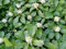 24 x Dickmännchen (syn. Schattengrün) - Pachysandra terminalis von Native Plants