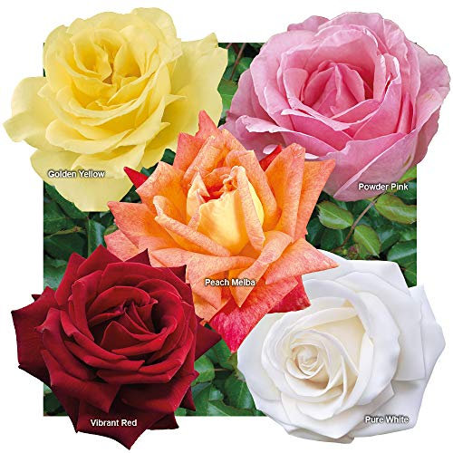 YouGarden - Garden Rose Collection, 5 x Bare Root Bushes, Tea Rose Hybrid Varieties, Disease Resistant, Easy to Grow - Outdoor Plants for Gardens Patio Plants