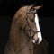 Ireland Rambo Micklem Zaumzeug für Wettkämpfe, - dark havana, Small Horse