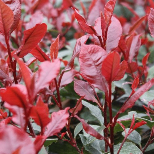 Photinia x fraseri 'Little Red Robin' 19cm Pot Size