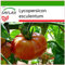 SAFLAX - Tomato - Pink Brandywine - 10 Seeds - with Soil - Lycopersicon esculentum