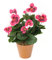 Closer2Nature, viola del pensiero finta con terriccio artificiale a vista, tessuto, rosa, 30x15x15 cm