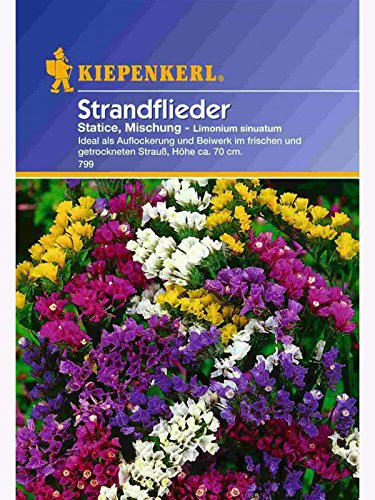 Limonium sinuatum Statice Strandflieder Mischung