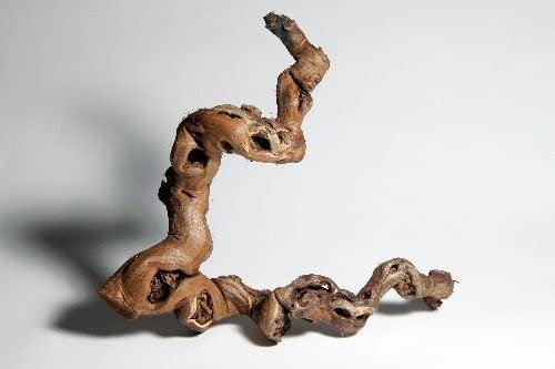 Rebwurzel groß, Länge: ca. 60cm