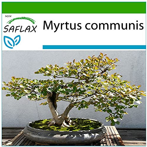 SAFLAX - Bonsai - Echte Myrte/Brautmyrte - 30 Samen - Mit keimfreiem Anzuchtsubstrat - Myrtus communis