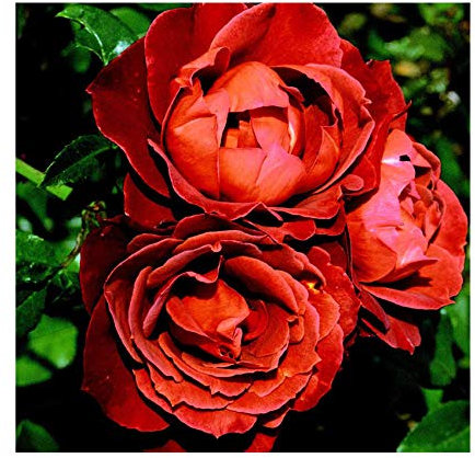 Rosa Bush Rose Floribunda 'HOT Chocolate' Plant