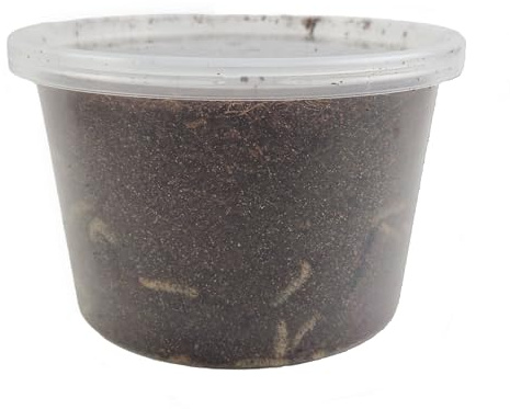 Josh's Frogs Black Soldier Fly Larvae (1000 Count - Large)
