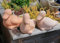B-Ware ! Süße Ente echt Terrakotta 24 cm,Deko für Garten und Wohnung Terracotta Teich Wasser Bauernhof Landleben Zoo