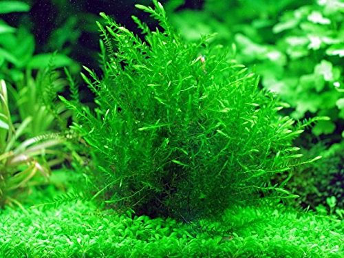 Lincolnshire Pond Plants Ltd Fontinalis Antipyretica Oxygenating Pond Plant - Fish or Wildlife Pond and bog Aquatic Plants - 2 Bunches