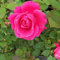 10 Samen - Pink Rose Bush