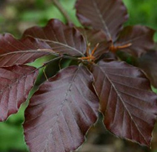 Fagus sylvatica 'Atropurpurea' 15cm Pot Size