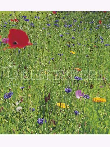 Bienenfutterpflanzen Mischung mehrjährig 1kg