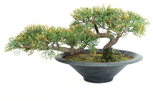 EUROPALMS Bonsai-Zeder, Kunstpflanze, 40cm | Bonsai-Zeder, hervorragend als Tischdeko geeignet