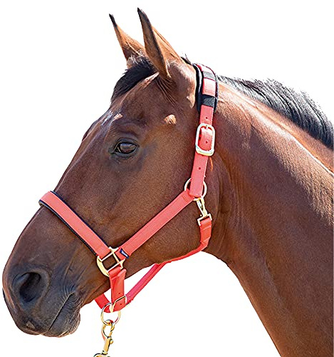 Shires Topaz Nylon Headcollar-Orange Pony