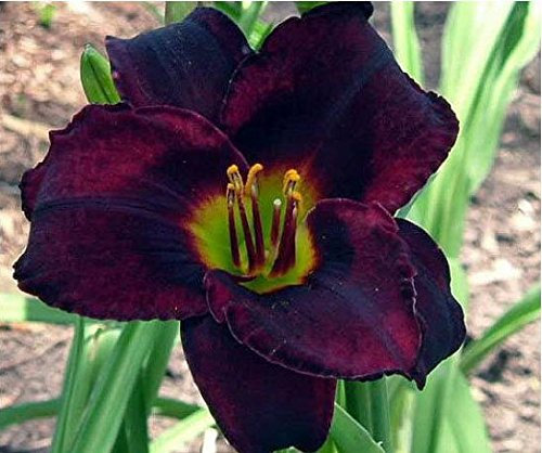 50 Stück Hybrid Mix Schwarz Taglilie Blumen-Samen, seltene Farbe Hybrid Hemerocallis Seeds - New Day Lily-Samen-Paket