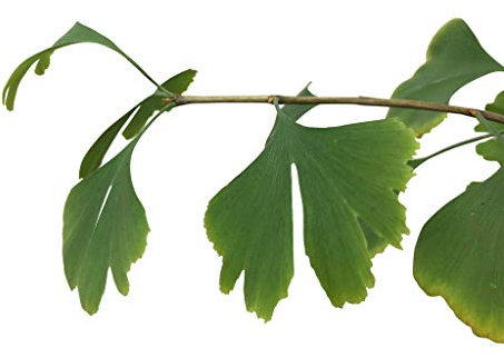 50 Große-Frische Ginkgo Samen -Ginkgo biloba- ***Kann über 1000 Jahre alt werden und 40 Meter hoch***