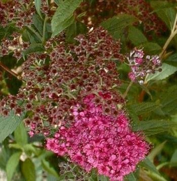 Zwerg Spiere Spiraea bumalda Anthony Waterer 20-30 cm hoch 3 L Topf | Winterhart, pflegeleicht & langblühend – kompakter Wuchs, bienenfreundlich, ideal für Beet, Kübel & niedrige Hecken