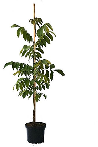 Seifersdorfer Runde, robuster veredelter Walnussbaum mit hohem Ertrag ca. 100-150 cm, 9,5 Liter Topf