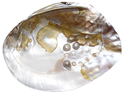 Janni-Shop-Deko & Schönes: Natur eingewachsene Perle, Größe: ca. 15 x 10 cm, Dekorationsschale, Muschelhälfte, Muschelschale
