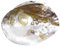Janni-Shop-Deko & Schönes: Natur eingewachsene Perle, Größe: ca. 15 x 10 cm, Dekorationsschale, Muschelhälfte, Muschelschale