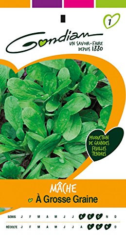Gondian 153130 Semences-Mache à Grosse Graine-CP 1, Vert, 1x8.1x16 cm