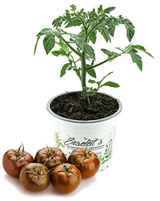 Tomatenpflanze Schokoladen Tomate, Kakao Tomaten pflanze F1 Sorte, Gemüse Tomatenpflanzen