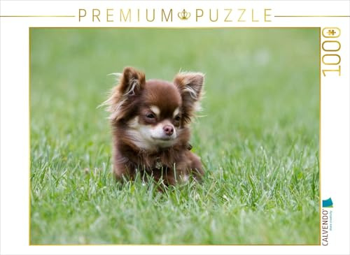 CALVENDO Puzzle EIN Motiv aus dem Kalender Chihuahuas - kleine Herzensbrecher | 1000 Teile Lege-Größe 64 x 48 cm Foto-Puzzle für glückliche Stunden