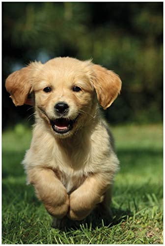 Wallario Poster - Süßer Hund - Golden Retriever in Premiumqualität, Größe: 61 x 91,5 cm (Maxiposter)